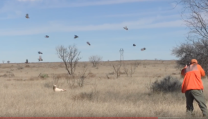 Texas quail hunting 4r ranch